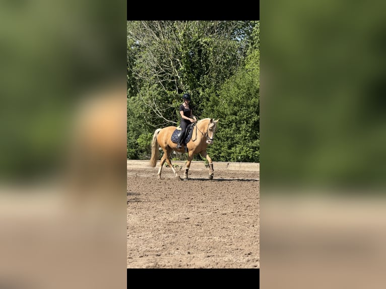 Cruzado Mare 4 years 15,2 hh Palomino in Rommerskirchen