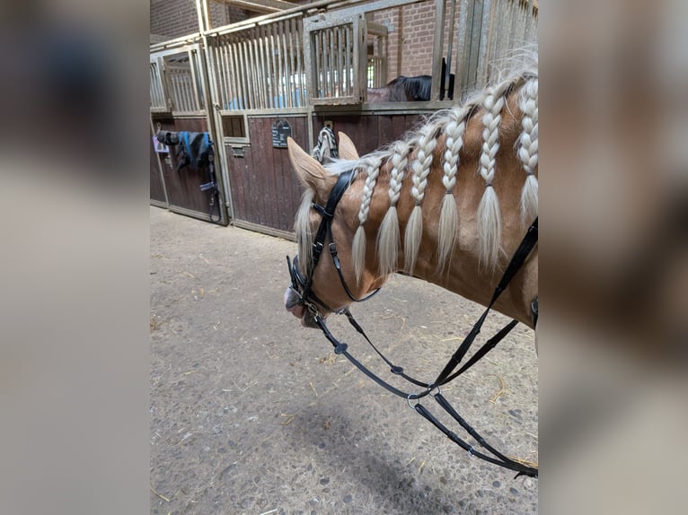 Cruzado Mare 4 years 15,2 hh Palomino in Rommerskirchen