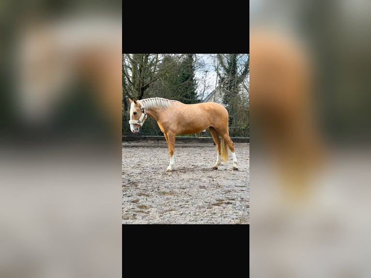 Cruzado Mare 4 years 15,2 hh Palomino in Rommerskirchen