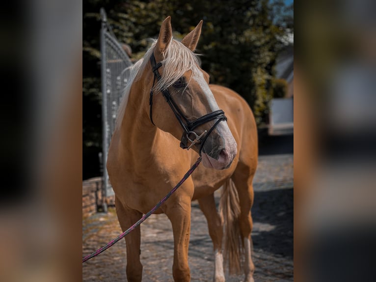 Cruzado Mare 4 years 15,2 hh Palomino in Rommerskirchen