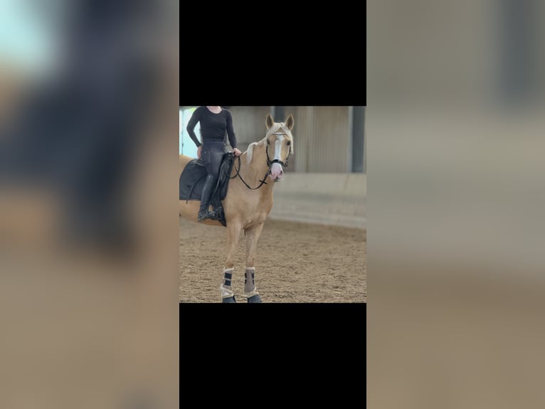 Cruzado Mare 4 years 15,2 hh Palomino in Rommerskirchen