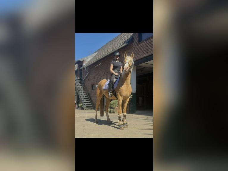 Cruzado Mare 4 years 15,2 hh Palomino in Rommerskirchen