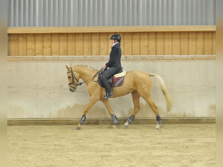 Cruzado Mare 4 years 15,2 hh Palomino in Wellheim
