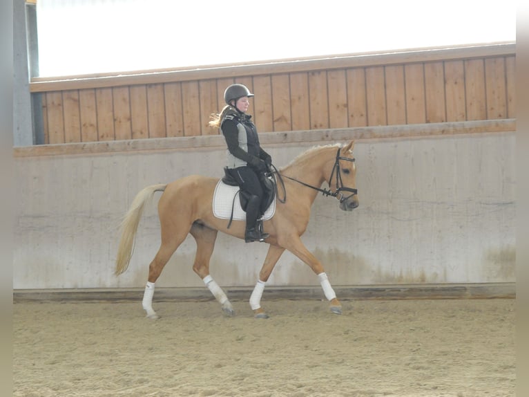 Cruzado Mare 4 years 15,2 hh Palomino in Wellheim
