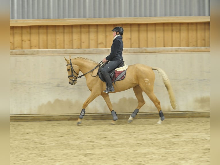 Cruzado Mare 4 years 15,2 hh Palomino in Wellheim