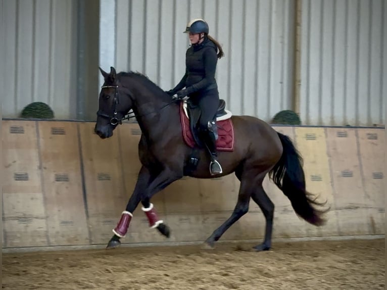 Cruzado Mare 4 years 15,3 hh Bay-Dark in Neustadt (Wied)