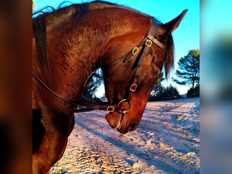 Cruzado Mare 4 years 16 hh Brown in lauris