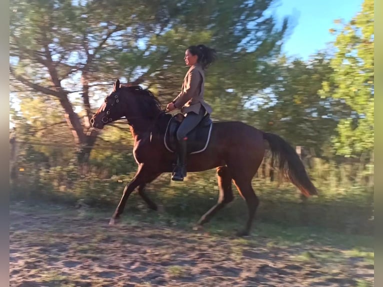 Cruzado Mare 4 years 16 hh Brown in lauris