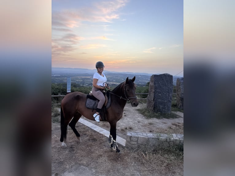 Cruzado Mare 4 years 16 hh Brown in Subirats