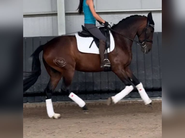 Cruzado Mare 4 years 16 hh in Sabadell Cruzado Mare 4 years 16 hh in Sabadell