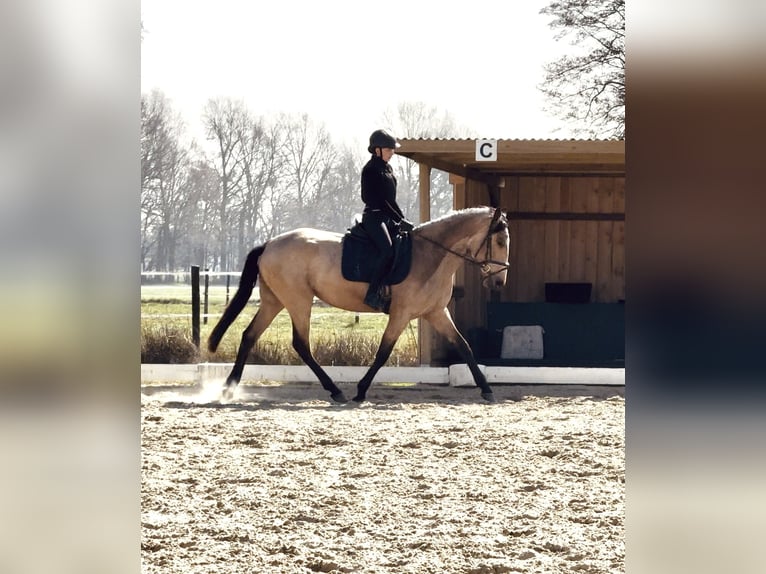 Cruzado Mare 4 years 16 hh Dun in Hude (Oldenburg)