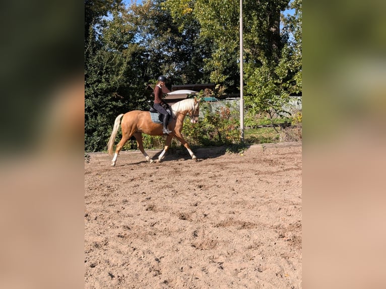 Cruzado Mare 4 years 16 hh Palomino in Rommerskirchen