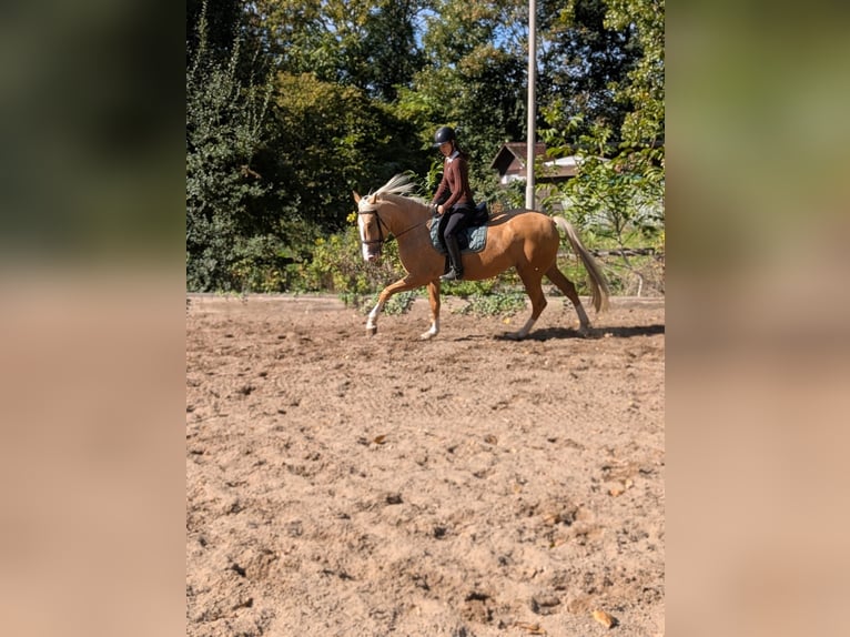 Cruzado Mare 4 years 16 hh Palomino in Rommerskirchen