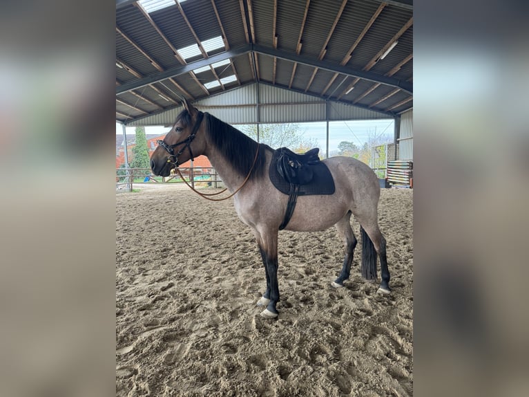 Cruzado Mix Mare 4 years 16,1 hh Brown Falb mold in Meerbusch