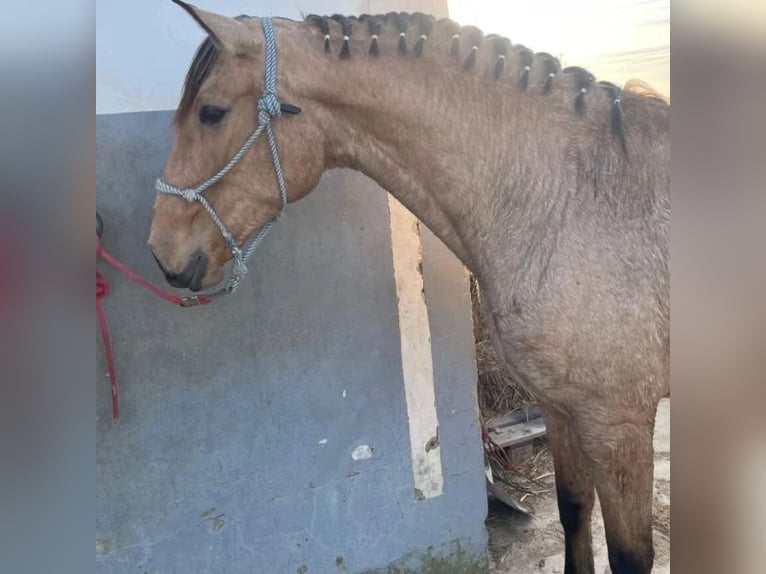 Cruzado Mare 4 years 16,2 hh in Sabadell Cruzado Mare 4 years 16,2 hh in Sabadell
