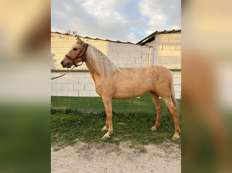 Cruzado Mare 4 years in Madrid