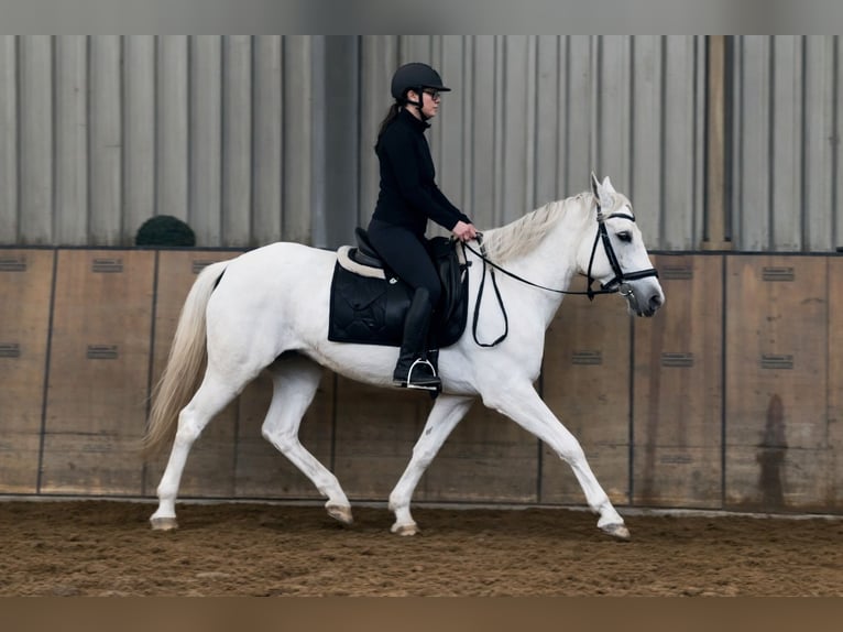 Cruzado Mare 5 years 14,2 hh Grey in Neustadt (Wied)