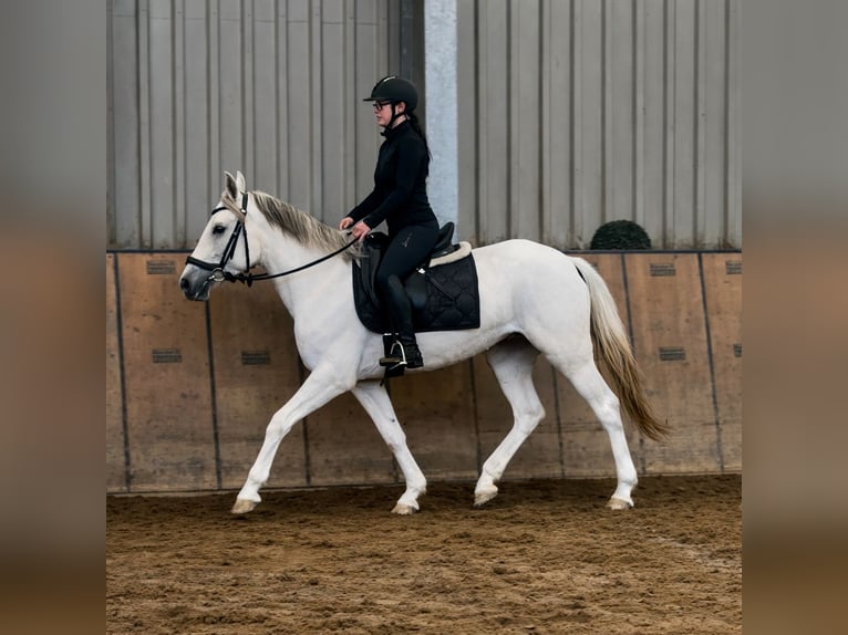 Cruzado Mare 5 years 14,2 hh Grey in Neustadt (Wied)