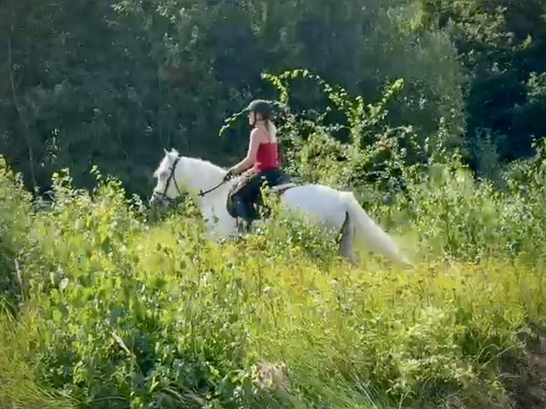 Cruzado Mare 5 years 14,2 hh Grey in Neustadt (Wied)
