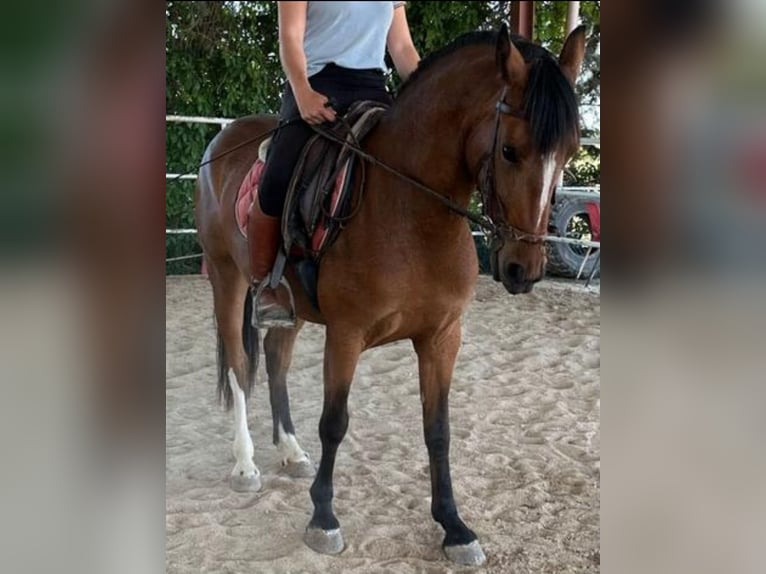 Cruzado Mare 5 years 15.1 hh Bay in Brunete