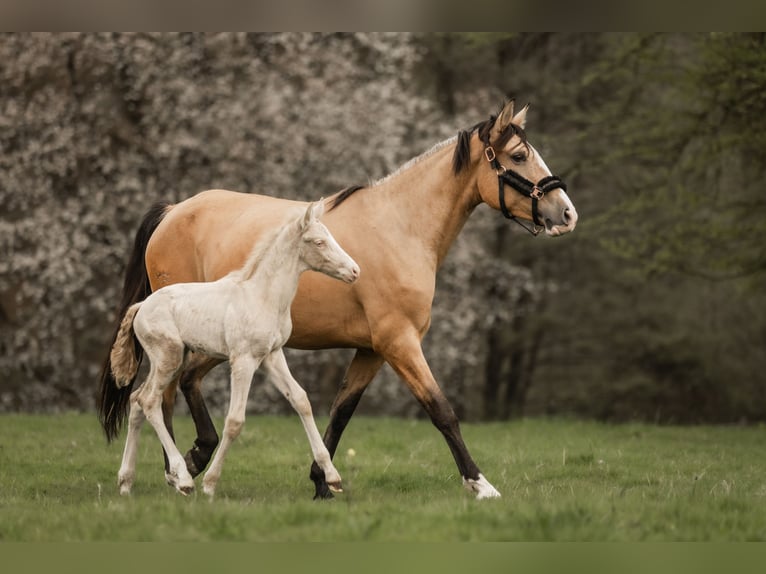 Cruzado Mare 5 years 15.2 hh Buckskin in Windhagen