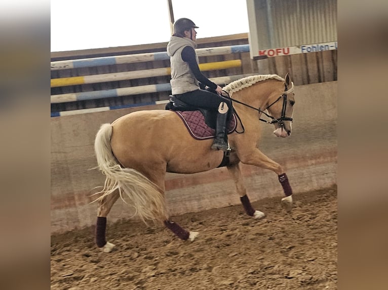 Cruzado Mare 5 years 15.2 hh Palomino in Rommerskirchen