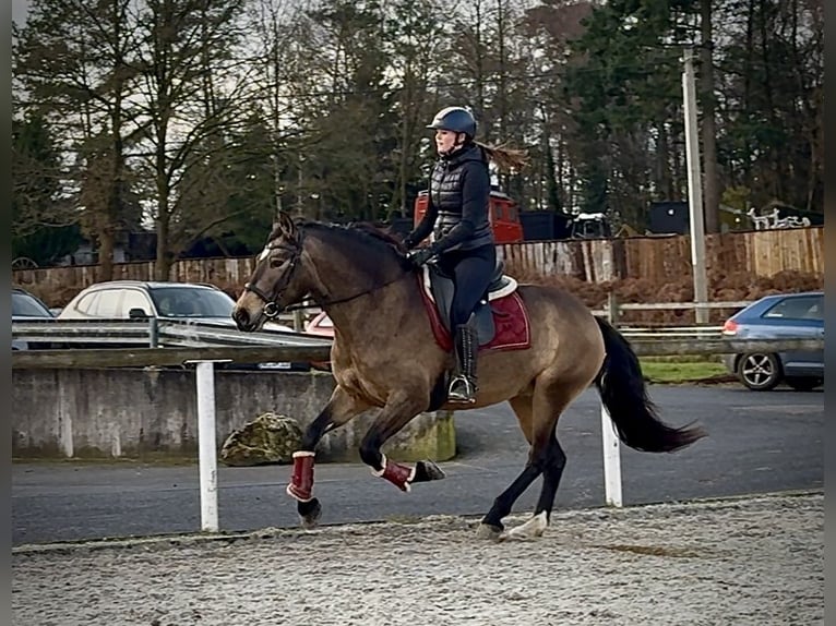 Cruzado Mare 5 years 15,1 hh Dun in Neustadt (Wied)