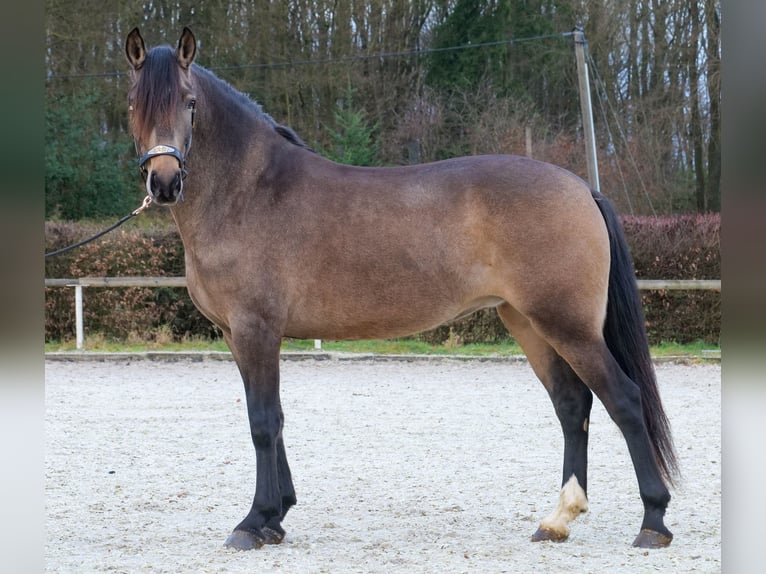 Cruzado Mare 5 years 15,1 hh Dun in Neustadt (Wied)