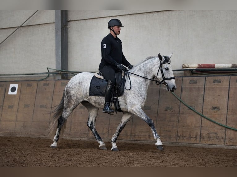 Cruzado Mare 5 years 15,1 hh Grey in Neustadt (Wied)