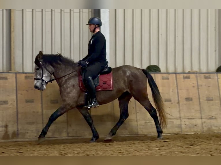 Cruzado Mare 5 years 15,1 hh Grey-Red-Tan in Neustadt (Wied)