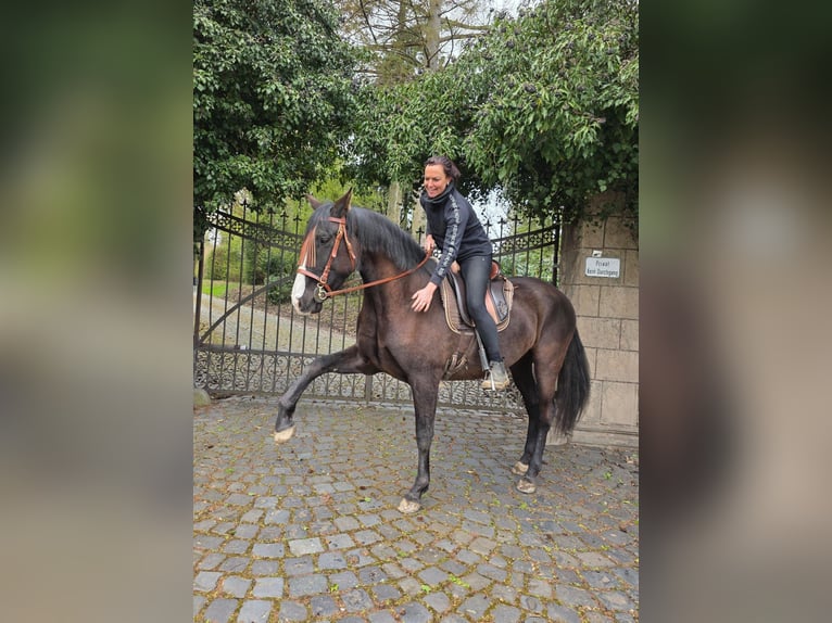 Cruzado Mare 5 years 15,2 hh Black in Linkenbach