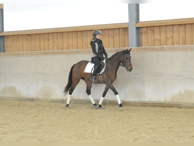Cruzado Mare 5 years 15,2 hh Brown in Wellheim