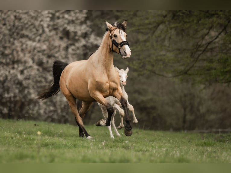 Cruzado Mare 5 years 15,2 hh Buckskin in Windhagen