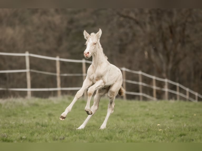 Cruzado Mare 5 years 15,2 hh Buckskin in Windhagen