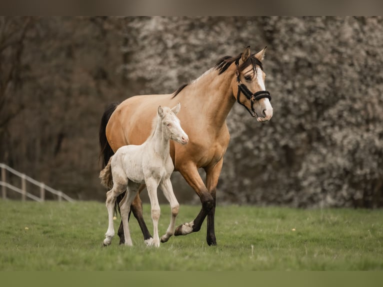 Cruzado Mare 5 years 15,2 hh Buckskin in Windhagen