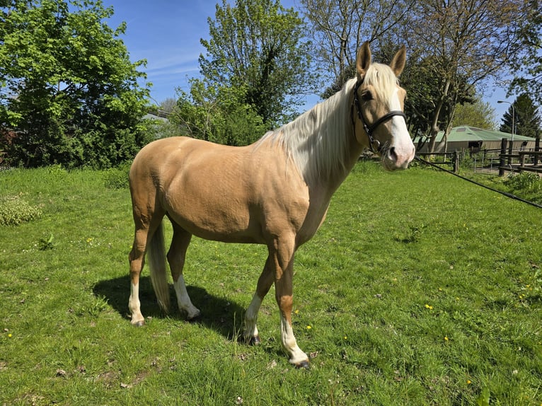 Cruzado Mare 5 years 15,2 hh Palomino in Rommerskirchen
