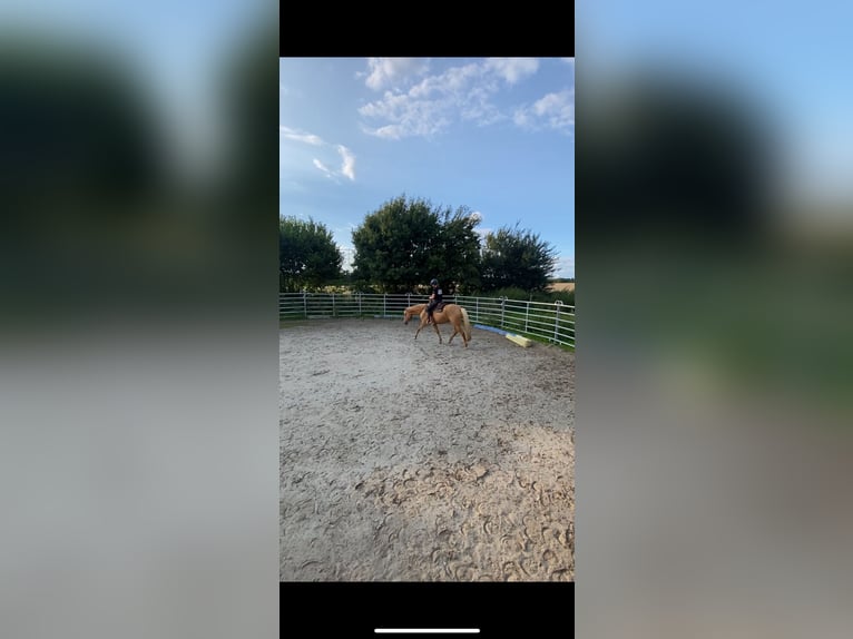Cruzado Mare 5 years 15,2 hh Pearl in Immenhausen