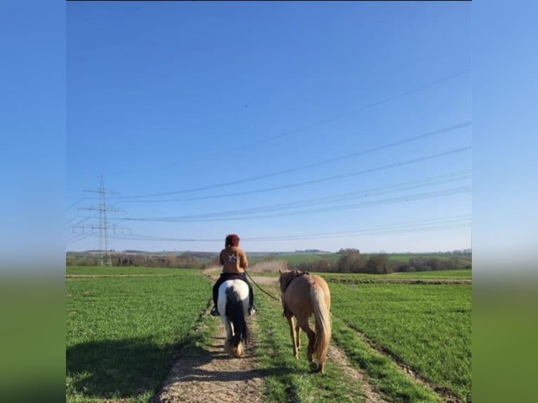 Cruzado Mare 5 years 15,2 hh Pearl in Immenhausen