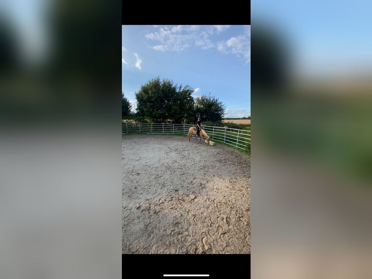Cruzado Mare 5 years 15,2 hh Pearl in Immenhausen