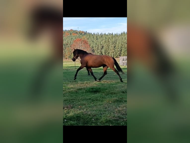 Cruzado Mix Mare 5 years 16 hh Brown in Langschlag