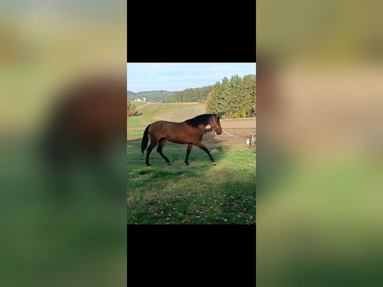 Cruzado Mix Mare 5 years 16 hh Brown in Langschlag