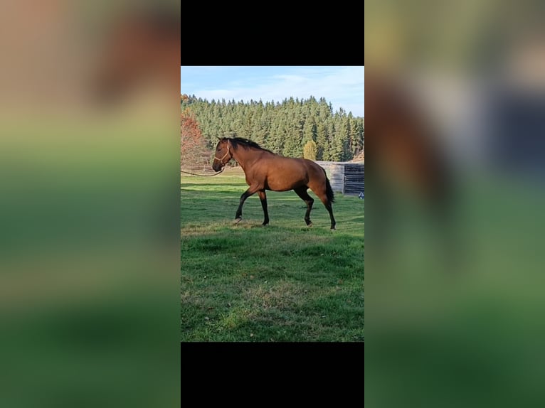 Cruzado Mix Mare 5 years 16 hh Brown in Langschlag