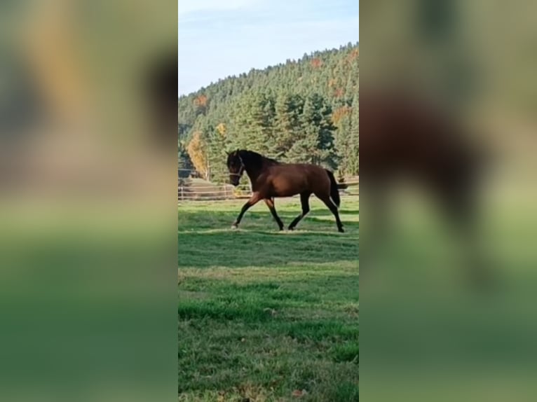 Cruzado Mix Mare 5 years 16 hh Brown in Langschlag