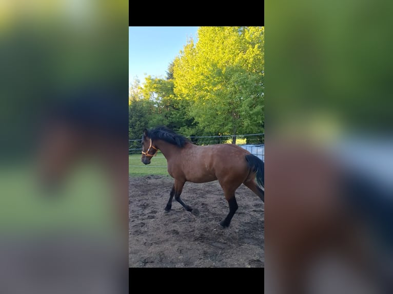 Cruzado Mix Mare 5 years 16 hh Brown in Langschlag