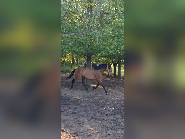 Cruzado Mix Mare 5 years 16 hh Brown in Langschlag