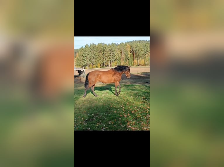 Cruzado Mix Mare 5 years 16 hh Brown in Langschlag