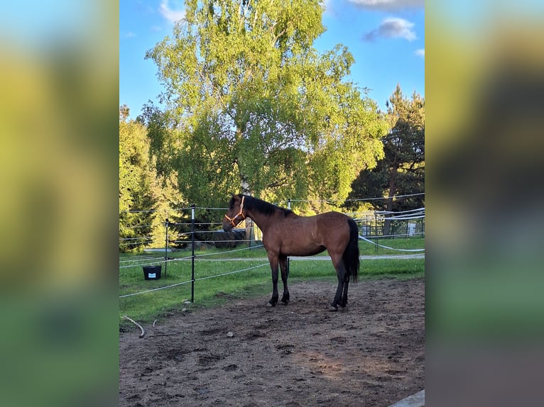 Cruzado Mix Mare 5 years 16 hh Brown in Langschlag