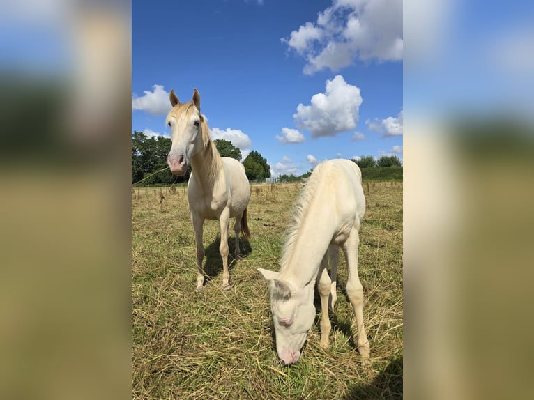 Cruzado Mare 6 years 14.1 hh Champagne in Rödinghausen