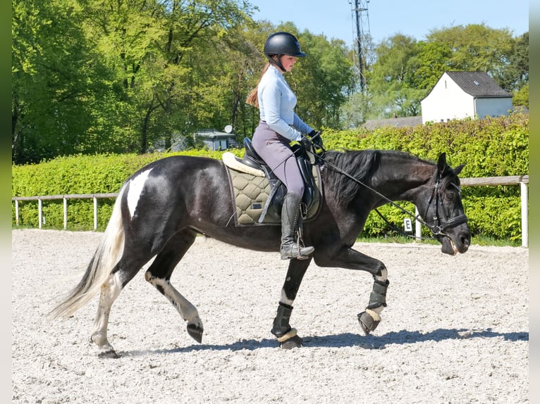 Cruzado Mare 6 years 14.2 hh Pinto in Neustadt (Wied)