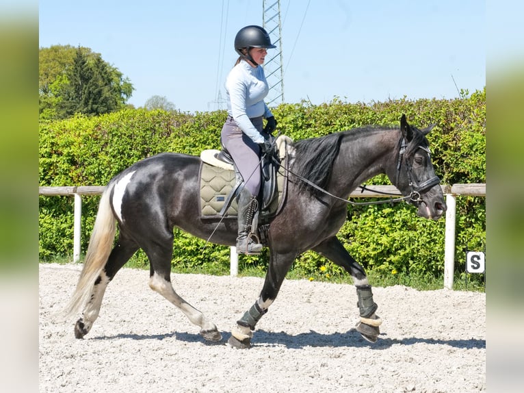 Cruzado Mare 6 years 14.2 hh Pinto in Neustadt (Wied)